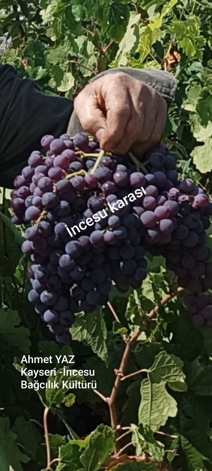 Üzüm